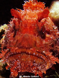 Face to face with a scorpion fish by Alberto Gallucci 